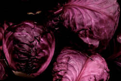 Farm produce or supplies wholesaling: Cabbage - Red