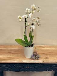 Orsum Orchid