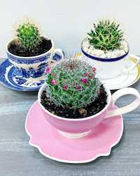 Flower: China Potted Cactus