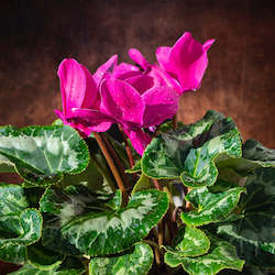 Flower: Cyclamen Plant