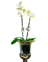 Phalaenopsis Orchid Plant Double Stem in Glass Urn