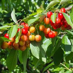 Seasonal Fruit: Seasonal White Cherries