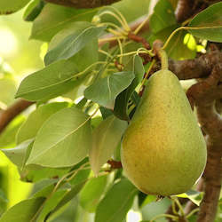 Seasonal Fruit: Seasonal Pears