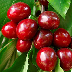 Seasonal Cherries