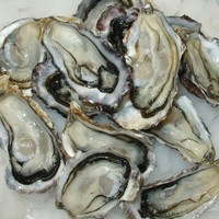 Fresh pacific oysters, half shell