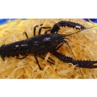 Freshwater crayfish (koura), live
