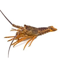 Karitane crayfish, live/fresh