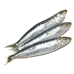 Sardines/pilchards, whole