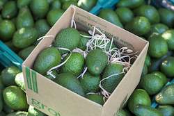 Frontpage: 18 Large Avocados