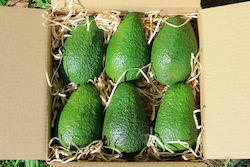Frontpage: 6 Jumbo Avocados