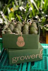Gift Box: 12 Medium Avocados - Prepaid Gift Subscription
