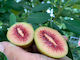 4kg Green Kiwifruit