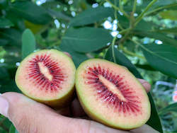 Frontpage: 3kg Red Kiwifruit