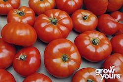 Vegetable Seeds: Tomato âScoresby Dwarfâ
