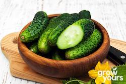 Vegetable Seeds: Cucumber âHomemade Picklesâ