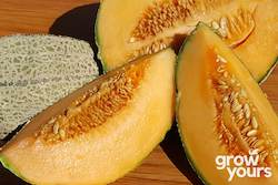 Fruit: Rockmelon âHales Best Jumboâ