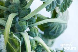 Brussel Sprouts âLong Island Improvedâ