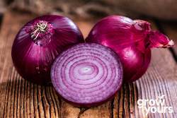 Onion âRed Burgundyâ