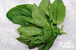 Vegetable Seeds: Spinach âMonstrueux de Viroflayâ