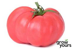 Vegetable Seeds: Tomato âBrandywine Pinkâ