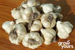 Garlic ‘Printanor’