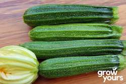 Vegetable Seeds: Courgette / Zucchini ‘Cocozelle’