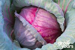 Vegetable Seeds: Cabbage ‘Red Acre’