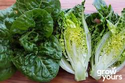 Vegetable Seeds: Lettuce ‘Little Gem’