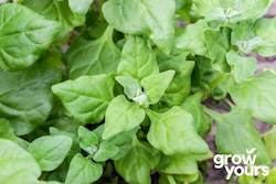 Vegetable Seeds: Spinach ‘New Zealand’