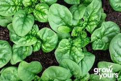 Vegetable Seeds: Spinach ‘Bloomsdale’