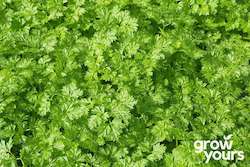 Chervil ‘Curled’