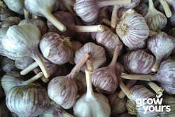 Garlic ‘Early Purple’