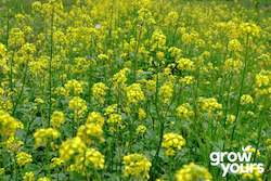 Spring Sowing: Mustard