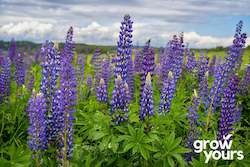 Spring Sowing: Blue Lupin
