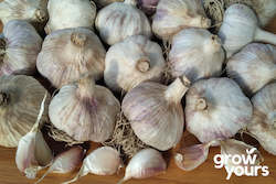 Garlic ‘Russian Red’