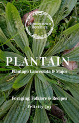 Plantain Foraging Guide ~ pdf download