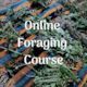 Foraging for Wild Edible Plants ~ Online Video Foraging Course