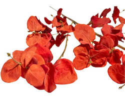 Stoneleigh Roberson Flowers Greenery: EUCALYPTUS RED 88CMH