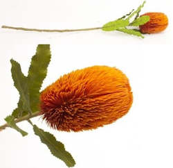Artificial Banksia Stem Burnt Orange