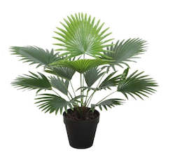 Stoneleigh Roberson Plants: ARTIFICIAL FAN PALM 50CMH