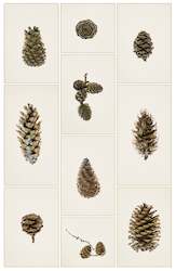 Framed Photographic Print - Pine Cones