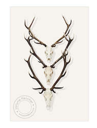 Unframed Photographic Print - Antlers x 3
