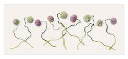 Limited Edition Framed Photographic Print - Entangled Allium