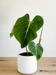 Pick Your - Philodendron Gloriosum