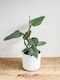 Philodendron Grey