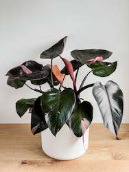 Plant, garden: Philodendron Pink Princess