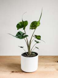 Plant, garden: Alocasia - Stingray
