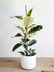 Plant, garden: Ficus Elastica - Tineke