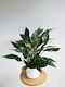 Peace Lily - Variegated