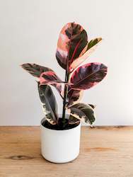 Plant, garden: Ficus Elastica - Ruby